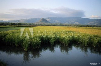 Bild på Green mountain  paddy field in indonesia